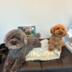 座って見つめてる二匹の犬