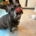 ベロ出してる犬