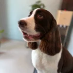 座って見上げてるかっこいい犬