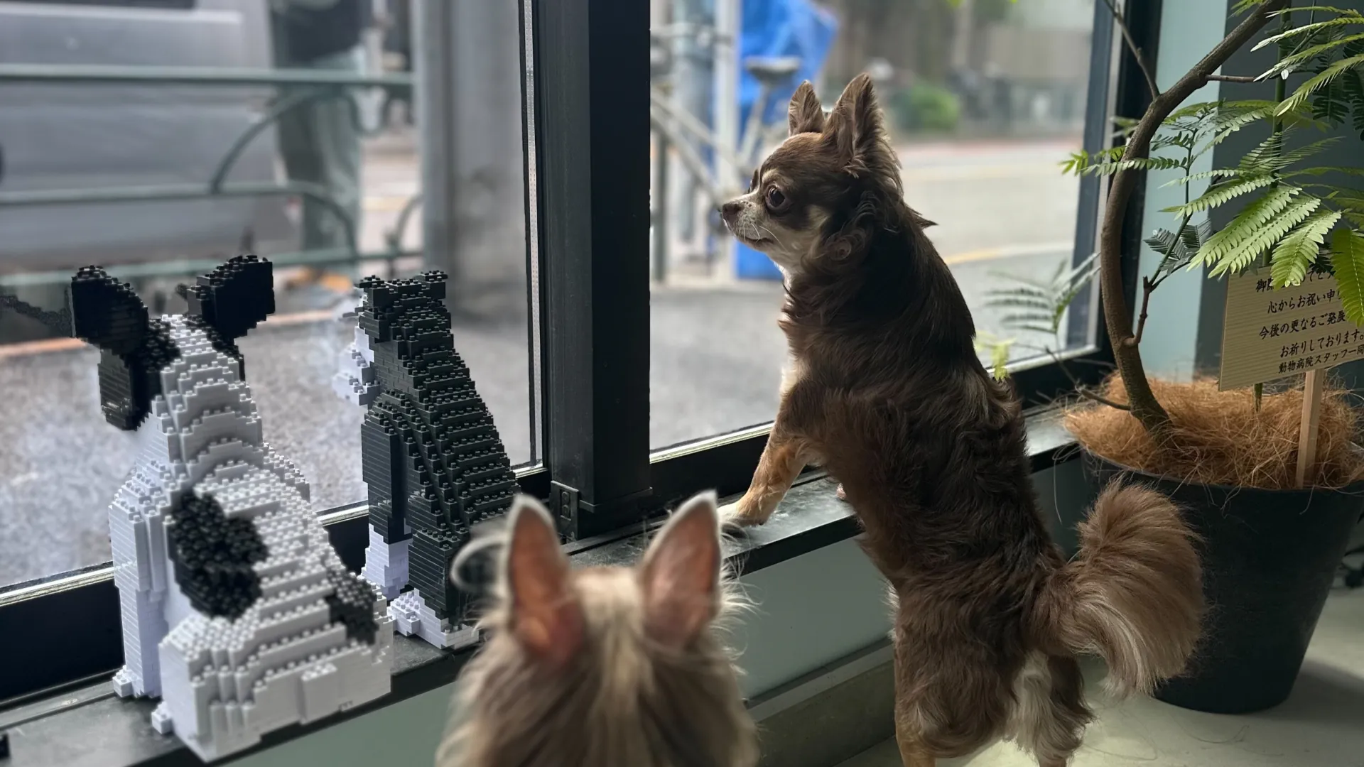 トリミングサロンで外の景色を楽しんでいる犬ちゃん達