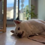 寝てる犬