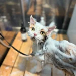 綺麗にされてる猫ちゃん