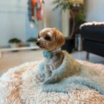 エレガントな犬ちゃん