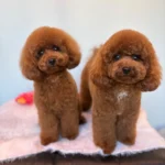 二匹のかわいいトイプードルちゃん